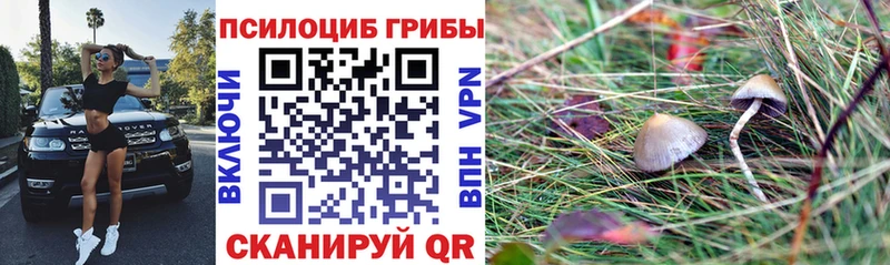 Купить закладки  Суворов  Галлюциногенные грибы Magic Shrooms 
